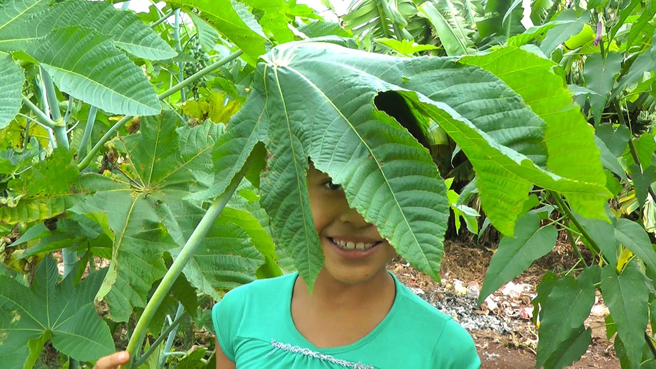 Cordilheira de Amora II