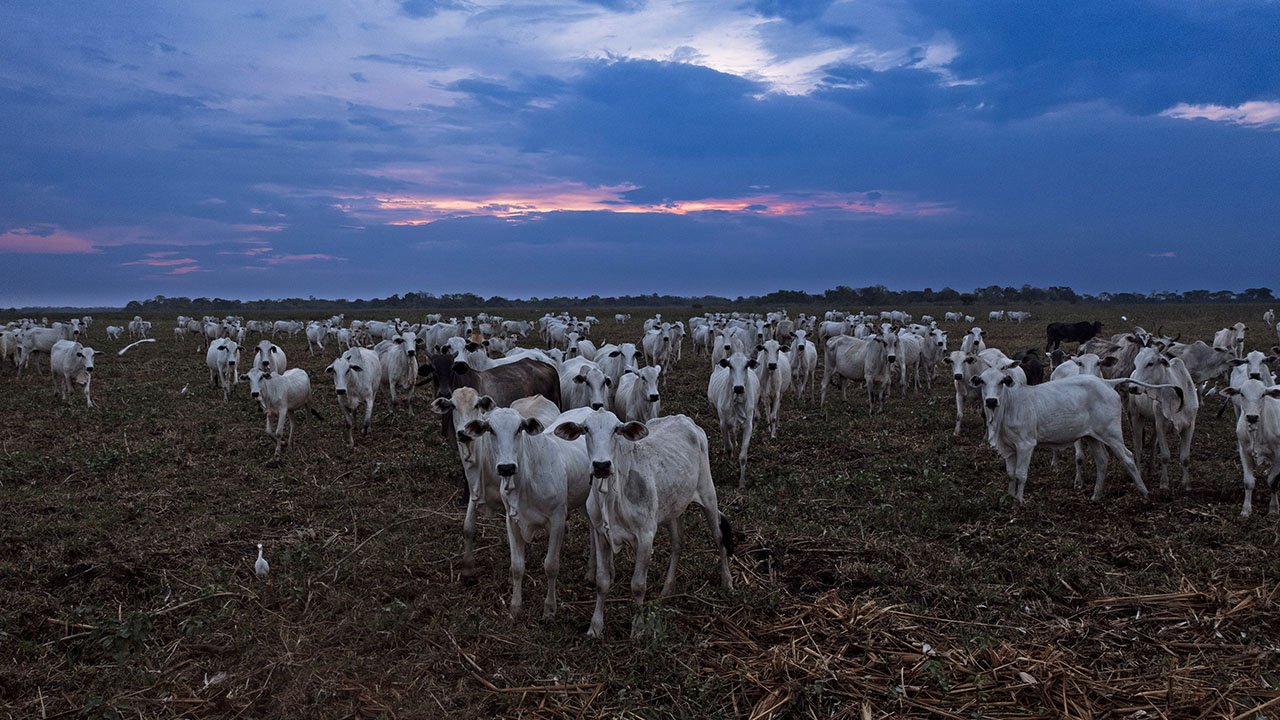 Sinfonia da Sobrevivência